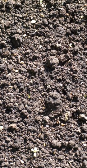 Sunny cultivated land (agriculture background)